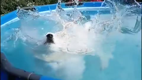 2023 ! VIDEO 18 #shorts #funnyfails #pets