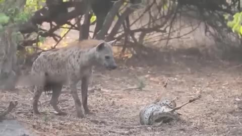 Savage Showdown: Leopard Faces Off Against Crocodile in a Den Showdown!