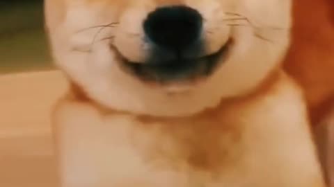 Funny Dog Hilarious Reaction