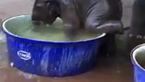 Cute baby elephant taking a bath