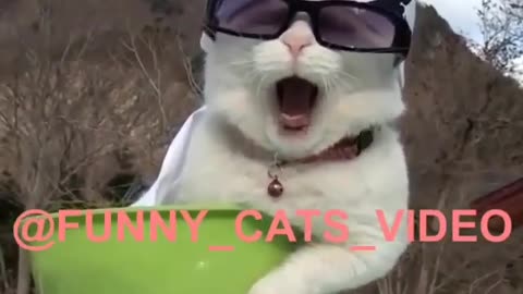 Funny cats video