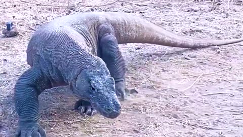 Baby goat attacked by Komodo draggon