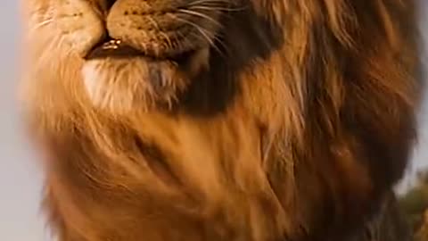 Tiger v/s lion