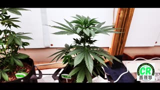 Prairie State Genetix Medical Cannabis Grow - 3rd week vegetative stage update!!