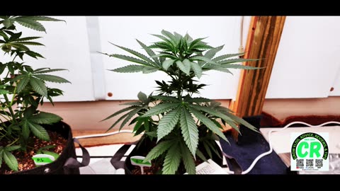 Prairie State Genetix Medical Cannabis Grow - 3rd week vegetative stage update!!