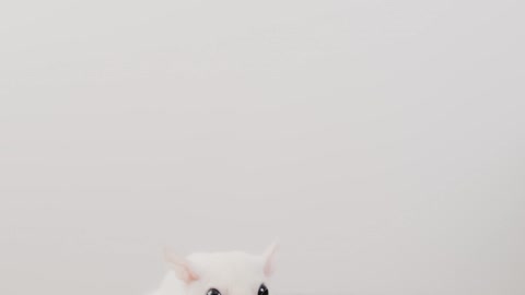 White Rat