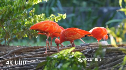 Colorful Birds in 4K - Planet Earth 4K | Beautiful Bird Sounds Nature Relaxation 4K UHD 60 FPS