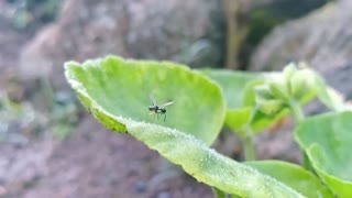 flying ants