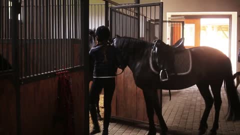 Young girl goes from horse to stables stroge brown horse play funny hobby