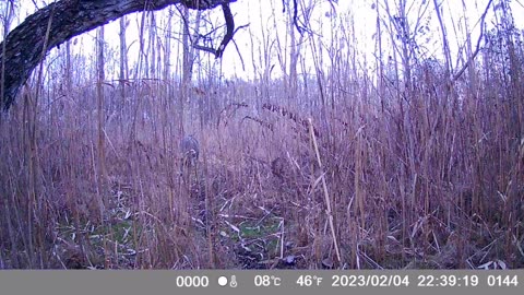 Trail Camera: Whitetail Buck (8 Pointer) 🦌