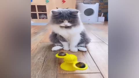 New Funny cats