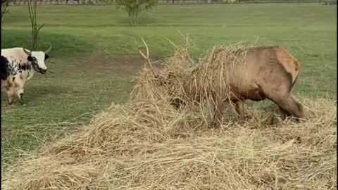 Just hello. Deer and Yak