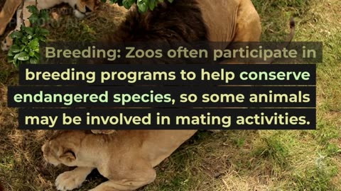 Animals' Activities in the zoo || Activity of animals || Animals' activity