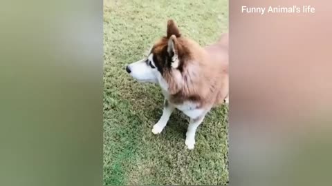 Funny dogs, Cute dogs,