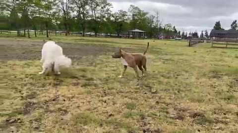 German Shepherd Attacks Pitbull [OFF LESH DOG PARK]
