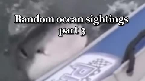 Random ocean sightings part 3