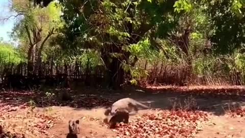 Komodo dragons get hungry and sneak up on ducks