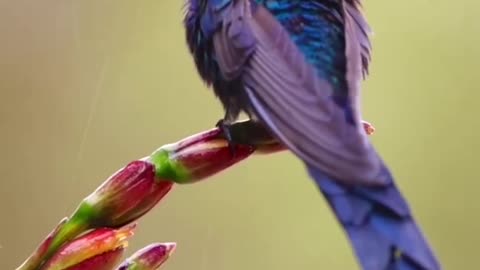 Swallow-tailed hummingbird