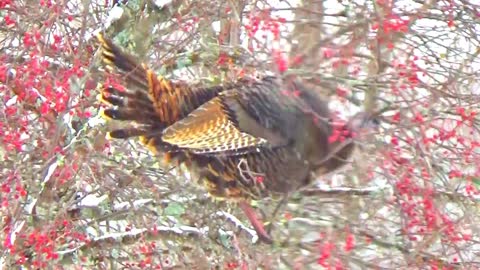 Wild turkeys fly up to eat berries from tree