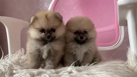 Cute puppies playing together