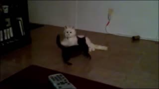 Kitten attacks toy cat