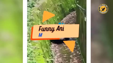 Funny Video animal