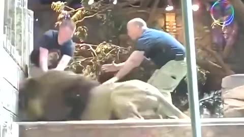 Lioness breaks up Lion's fight with an inexperienced Zookeeper