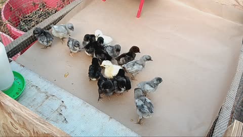 Moving chick's to the wallipini brooder.