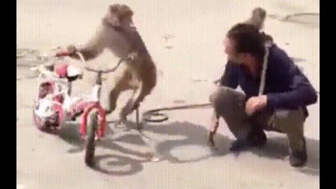 Funny Monkey Videos #funny #monkey #funnyvideos