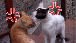 Two cats fight Funny 😂🤣