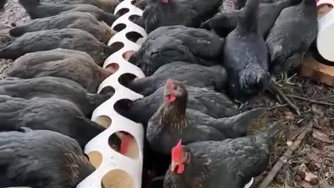 How are the chickens eating?