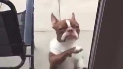 Dancing Doggo