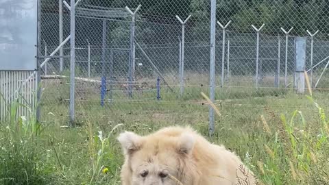 Rare Shan Bear Splashes Water at Rehabilitation Enclosure