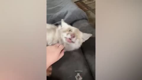 funny cat 🐱🐈, laugh before laughing is forbidden😅😅🤣