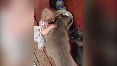 Babies Love Funny Moments with their pets