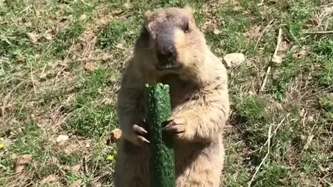 23 It turns out that groundhogs also like to eat cucumbers