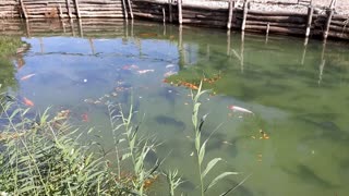 Beautiful fish in the lake