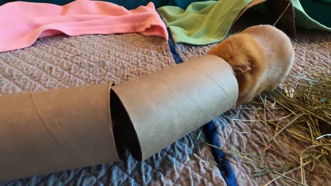 Guinea pig hide-and-seek!