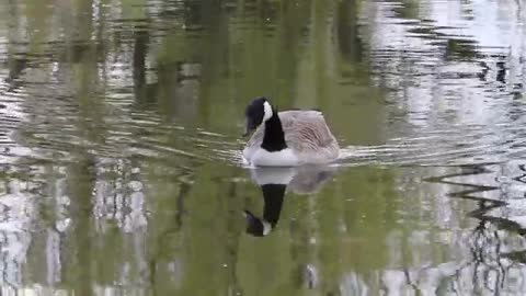 Watch the beautiful goose swimming in the lake at noon