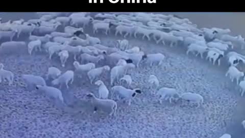 Sheep in China waking in circles for two weeks