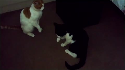 Crazy Cat Fight