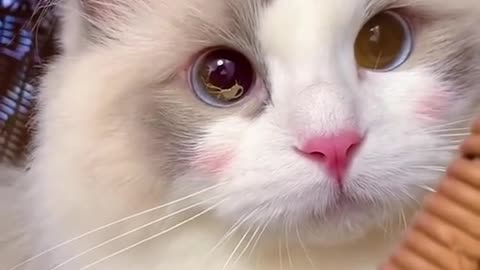 Cute cat video