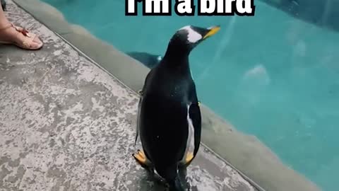 Twitter employees being fired through the eyes of a penguin