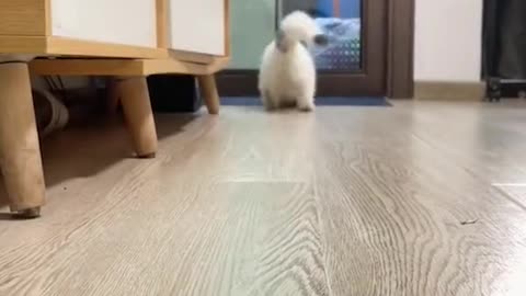 Little kitty running around