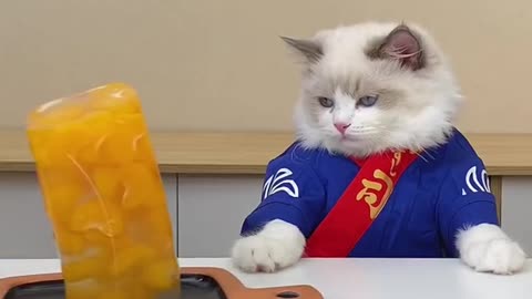 Sushi Chef- Nah it’s Orange Pudding Chef! #thatlilttlepuff #puffknowsbetter #catsofyoutube