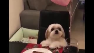 There is delicious food in front of the puppy