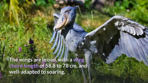 Have you heard about this Dinosaur Bird ? the badass