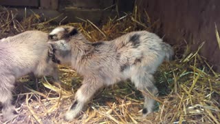 New Born Baby Goat Flirting/Nigerian Dwarf MOONSPOTTED Buckling