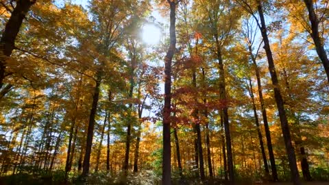 Autumn Treehouse & Cabin Roadtrips-3