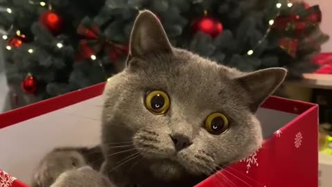 Christmas cute cat